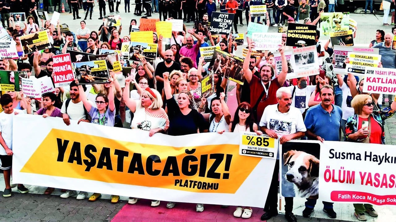 AYM'nin Önünde Sokak Hayvanları İçin Nöbet Var