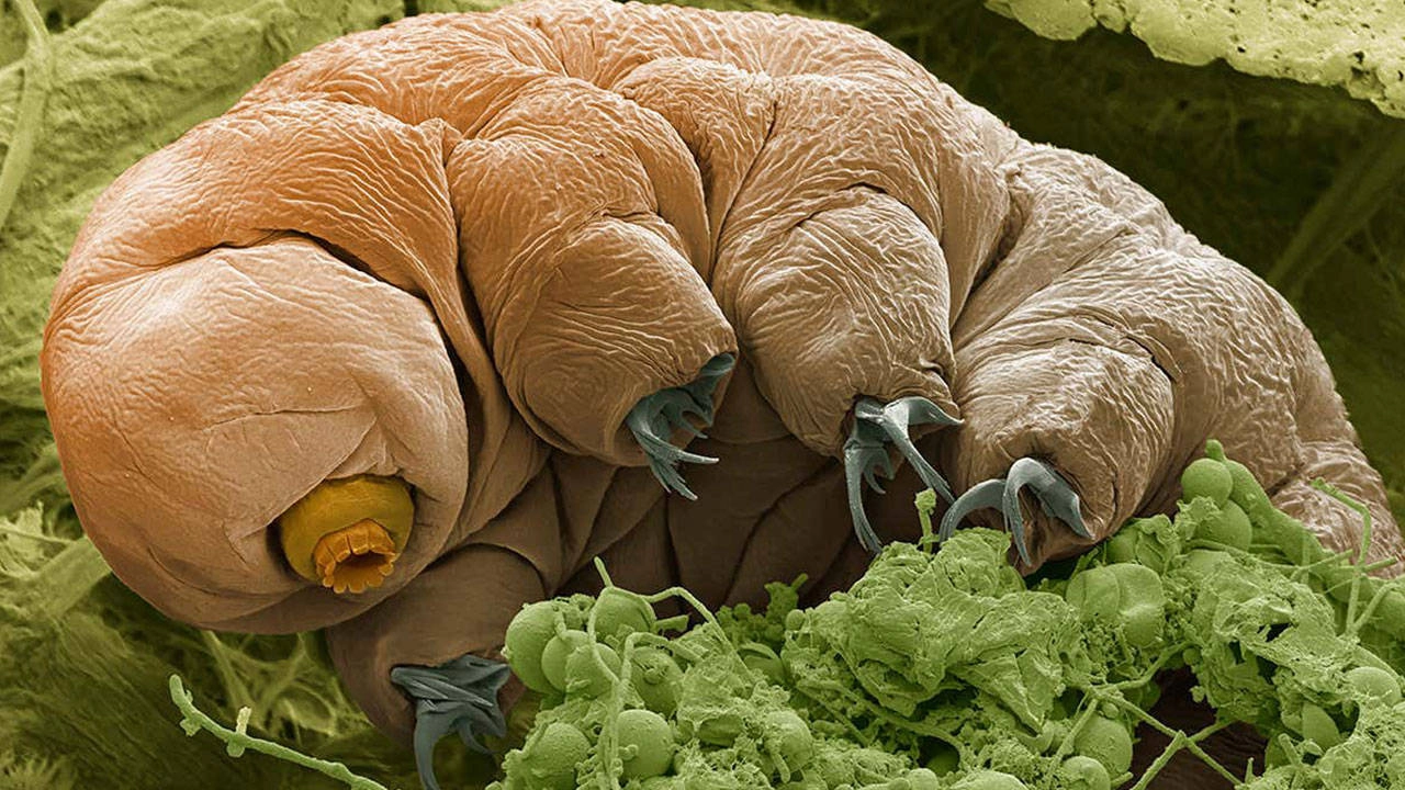 Çin, Tardigradlarla Süper Askerler Yaratıyor!