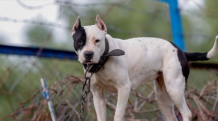 Danıştay, 'kötü köpek' kararını verdi: Tehlike büyüyor!