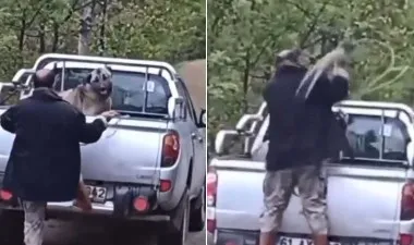 Köpeğe Şiddet Uygulayan Kişi Serbest Bırakıldı