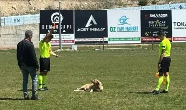 Köpek Sahaya Girdi, Kırmızı Kart Gördü!