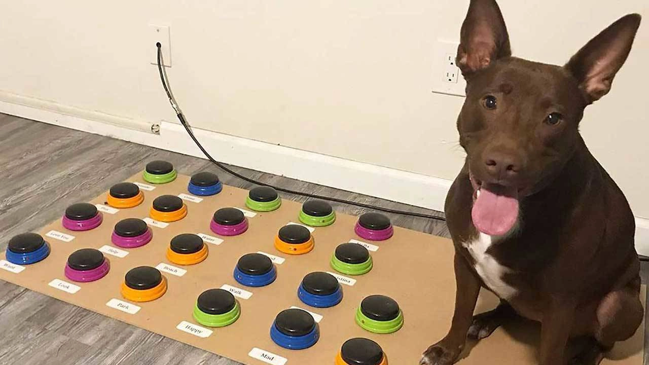 Köpekler, insanları manipüle etmek için ses tuşlarını kullanıyor!