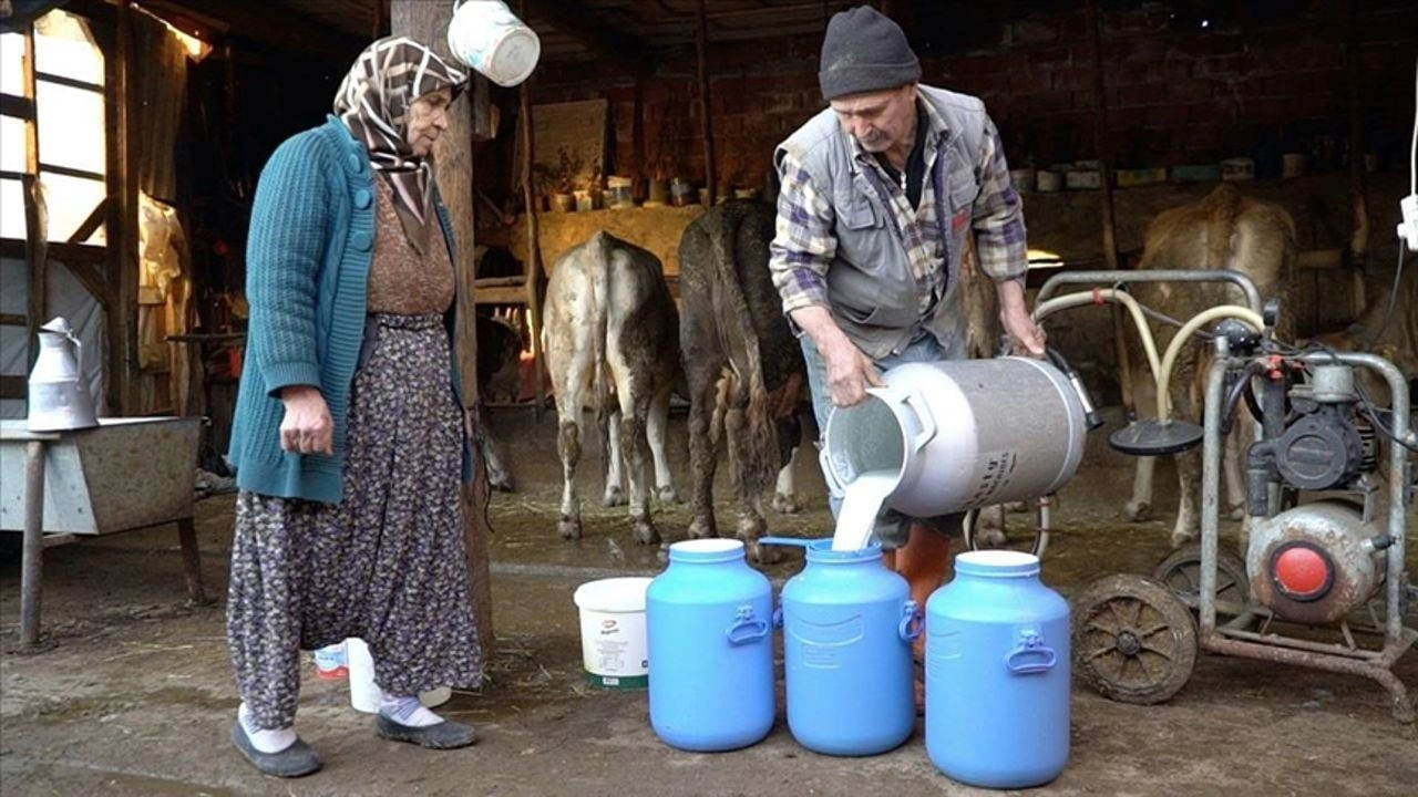 Süt İnekleri Ekonomik Baskı Altında!