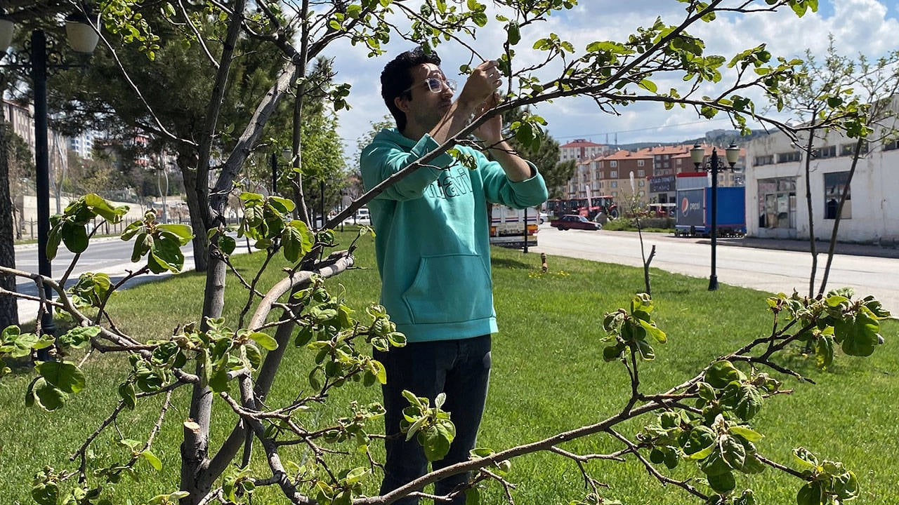 Yozgat Meyve Bahçelerinde Don Felaketi: Üreticiler Alarmda